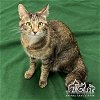 adoptable Cat in irvine, CA named DEBBIE