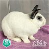 adoptable Rabbit in irvine, CA named BOBBY