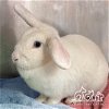 adoptable Rabbit in irvine, CA named CORVALLIS