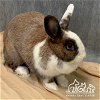 adoptable Rabbit in  named TANGENT