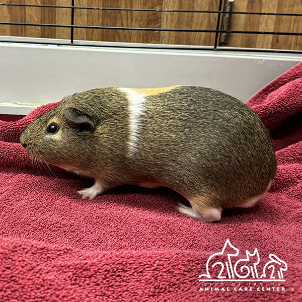 adoptable Guinea Pig in Irvine, CA named PINTO