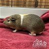 adoptable Guinea Pig in  named PINTO