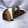 adoptable Guinea Pig in  named CANNELLINI