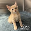 adoptable Cat in irvine, CA named DILL