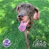 adoptable Dog in  named MEADOW