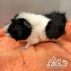 adoptable Guinea Pig in Irvine, CA named COLA