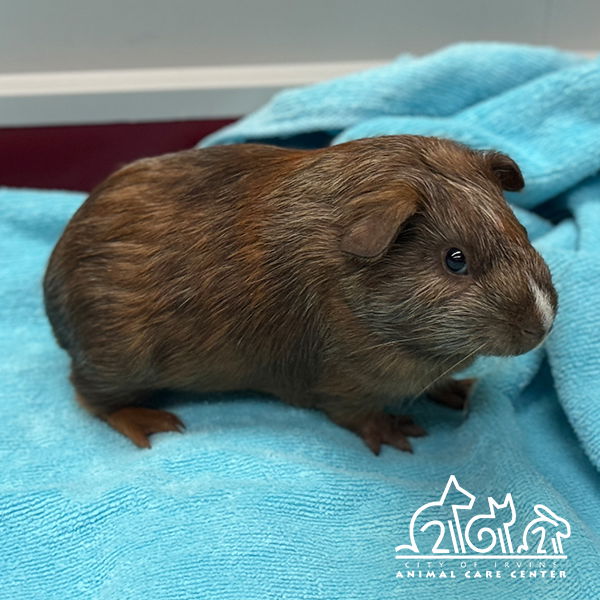 adoptable Guinea Pig in Irvine, CA named SAMUS