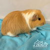 adoptable Guinea Pig in Irvine, CA named PERSEUS