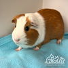 adoptable Guinea Pig in Irvine, CA named THESEUS