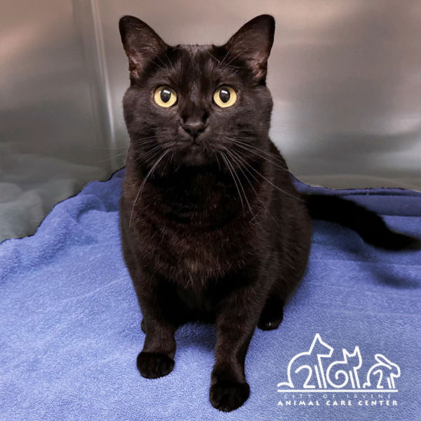 adoptable Cat in Irvine, CA named NESO