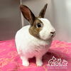 adoptable Rabbit in Irvine, CA named CINNA