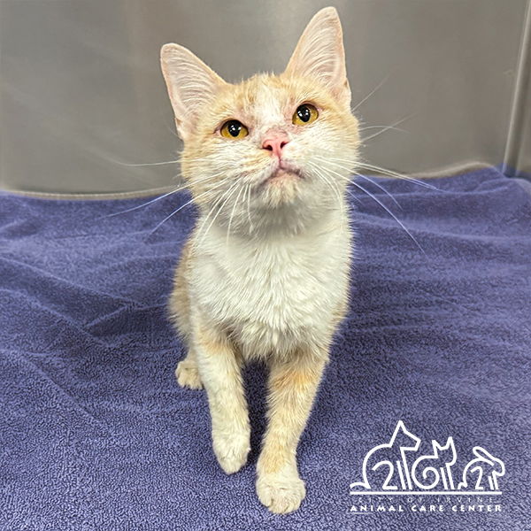 adoptable Cat in Irvine, CA named MALIBU