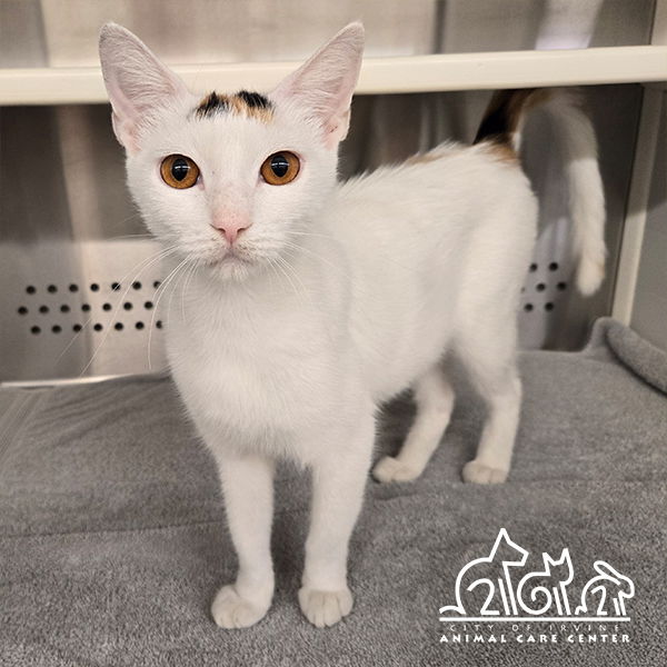 adoptable Cat in Irvine, CA named FREYJA