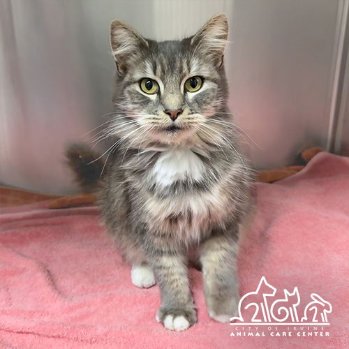 picture of the cat needing adoption