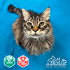 adoptable Cat in  named ZEDD