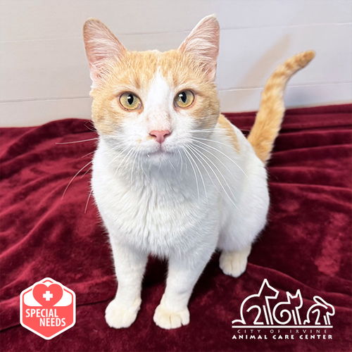 picture of the cat needing adoption