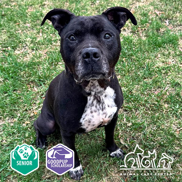 adoptable Dog in Irvine, CA named VOYAGER