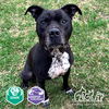 adoptable Dog in Irvine, CA named VOYAGER