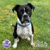 adoptable Dog in Irvine, CA named LUNA