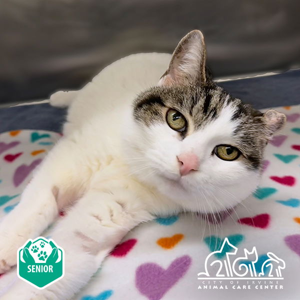 adoptable Cat in Irvine, CA named EVEY