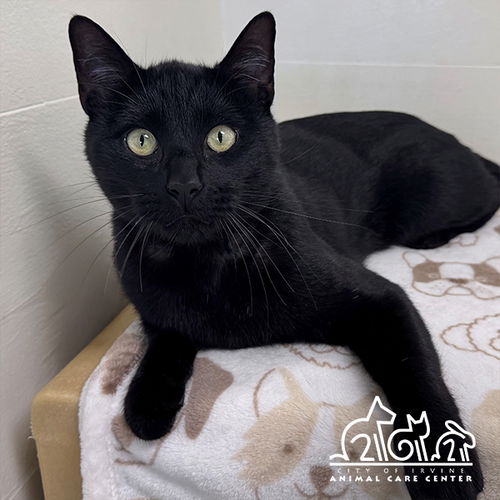 picture of the cat needing adoption