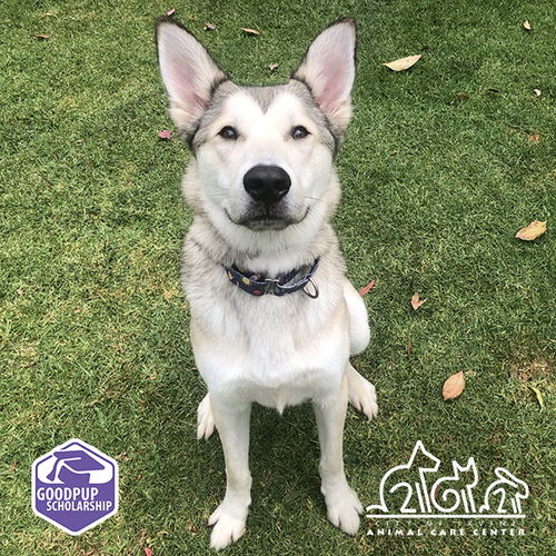 picture of the dog needing adoption