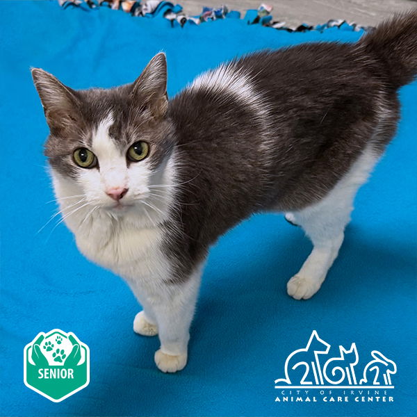adoptable Cat in Irvine, CA named WHISKERS