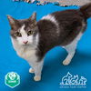 adoptable Cat in Irvine, CA named WHISKERS