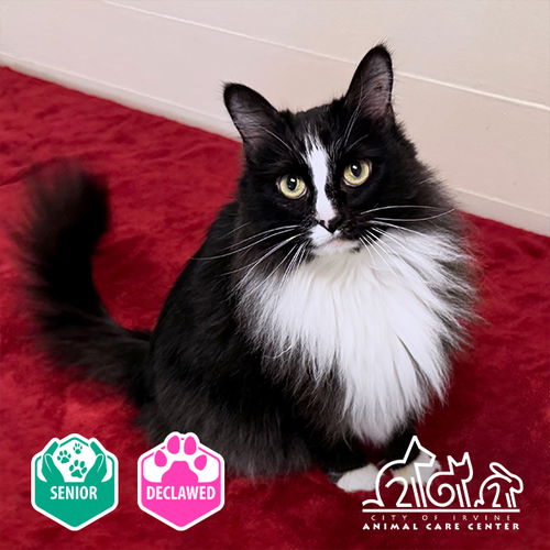 picture of the cat needing adoption