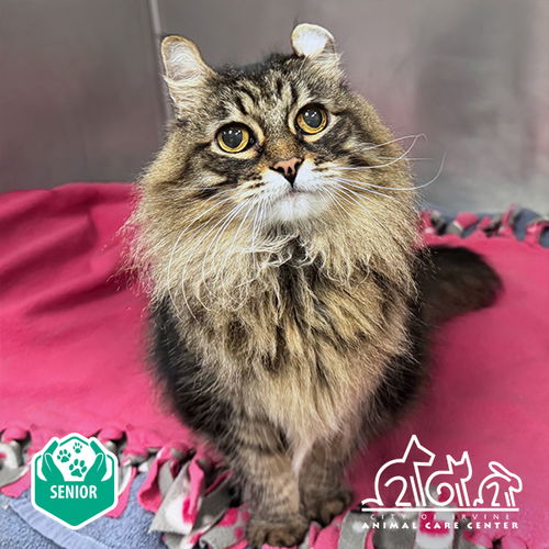 picture of the cat needing adoption