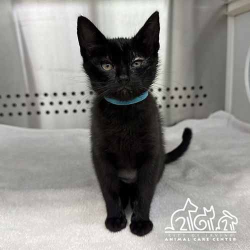 picture of the cat needing adoption