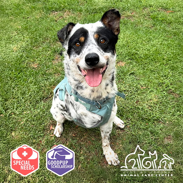 adoptable Dog in Irvine, CA named EARL