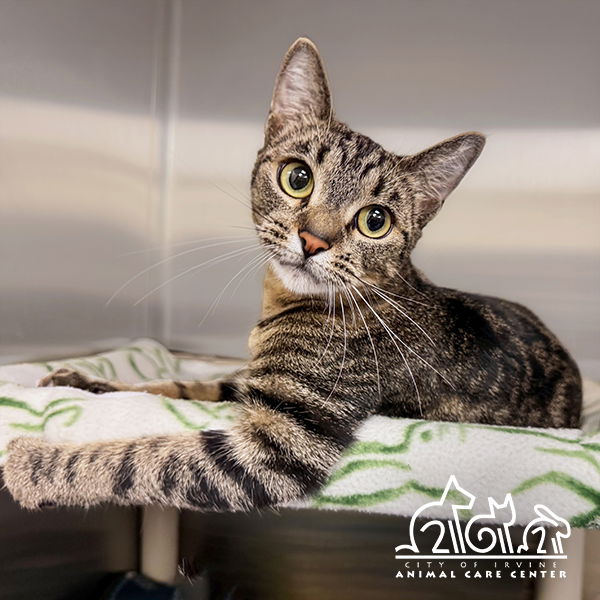 adoptable Cat in Irvine, CA named AKINA