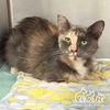 adoptable Cat in  named NEZUKO