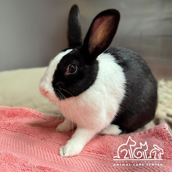 adoptable Rabbit in Irvine, CA named HOUDINI