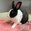 adoptable Rabbit in  named HOUDINI