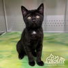 adoptable Cat in Irvine, CA named GIGI