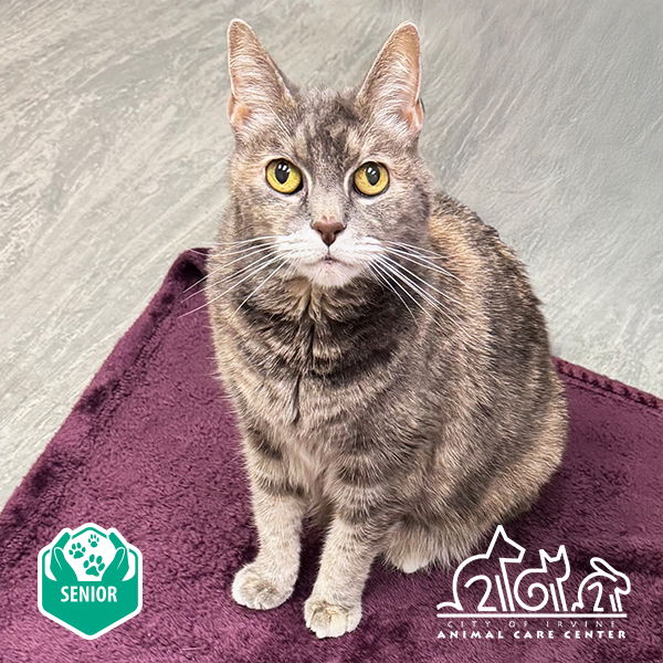 adoptable Cat in Irvine, CA named SANDY