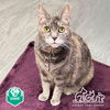 adoptable Cat in Irvine, CA named SANDY