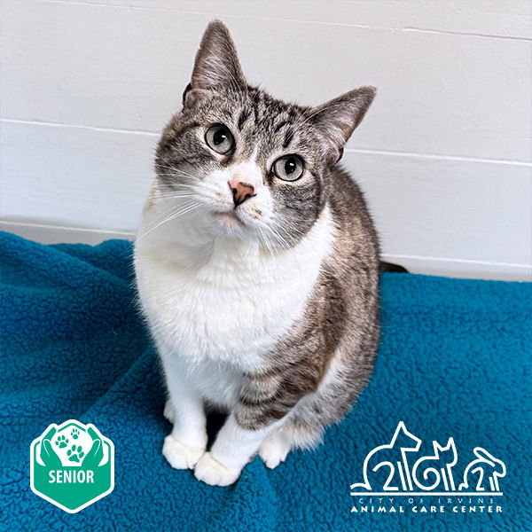 adoptable Cat in Irvine, CA named ARCO