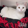 adoptable Cat in Irvine, CA named VANILLA