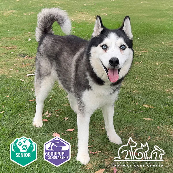 adoptable Dog in Irvine, CA named AZUL