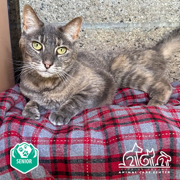 adoptable Cat in Irvine, CA named CLEO