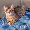 adoptable Cat in Irvine, CA named STRIPES