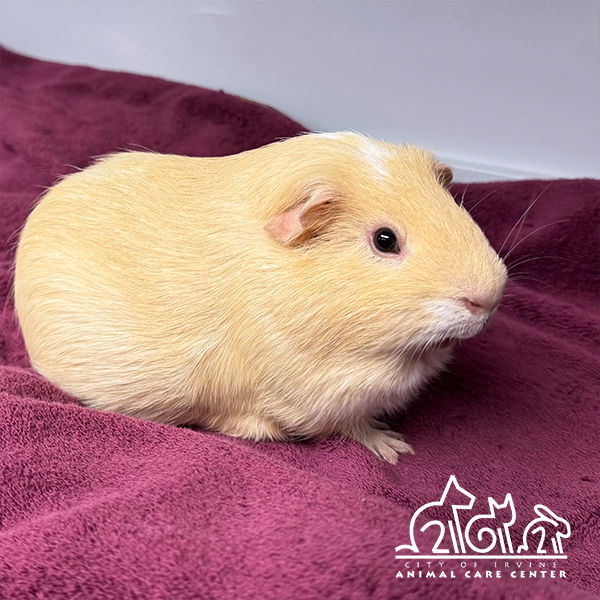 adoptable Guinea Pig in Irvine, CA named BUTTER
