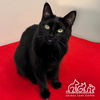 adoptable Cat in Irvine, CA named PEPPER