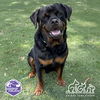 adoptable Dog in  named HERMOSO