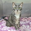 adoptable Cat in Irvine, CA named MADDISON