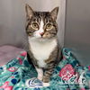 adoptable Cat in Irvine, CA named TAYLOR