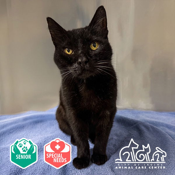 adoptable Cat in Irvine, CA named TWILIGHT